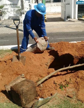 Replantio de mudas na Avenida Senador Salgado Filho acontece neste sábado