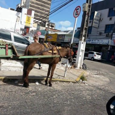 Prefeitura apresenta proposta para proibição de veículos de tração animal