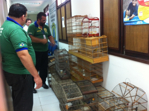 Aves silvestres são apreendidas nos bairros de Neópolis e Alecrim 