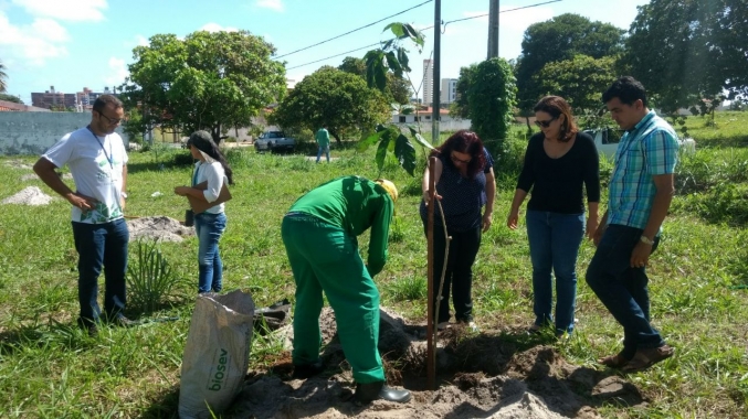 Novas mudas de árvores nativas são plantadas em uma área verde de Capim Macio