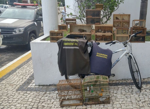 Operação Asas da Liberdade resgata aves silvestres na feira livre do Carrasco