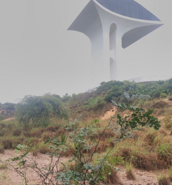 Parque da Cidade lança projeto de preservação do Pau Brasil nesta quinta-feira