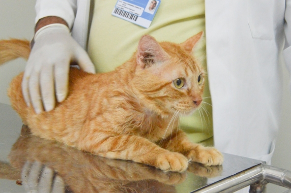 SMS inicia cadastro online para castração de animais em Natal