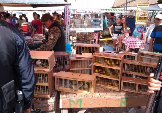Guarda Municipal resgata tucanos e outras 97 aves silvestres na feira de Cidade da Esperança