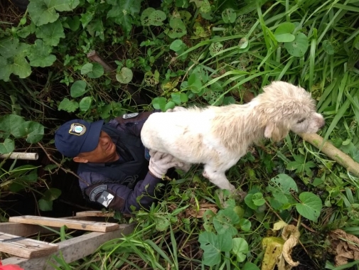 Guarda Municipal resgata cãozinho de dentro de sumidouro na Zona Norte Guarda Municipal resgata cãozinho de dentro de sumidouro na Zona Norte