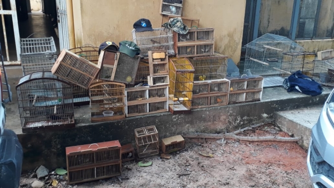 83 aves silvestres são resgatadas na Feira do Carrasco em operação conjunta