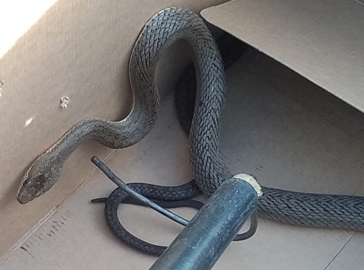 Guarda Municipal resgata serpente em estacionamento de hipermercado