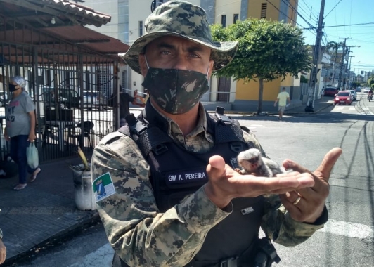 Guarda Municipal resgata filhote de sagui-de-tufo-branco em Lagoa Seca