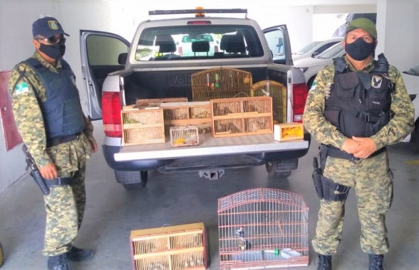 Guarda Municipal resgata 70 aves da mata atlântica e caatinga em feira de Santa Catarina
