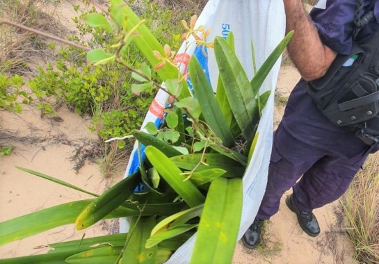Guarda prende homem subtraindo orquídeas de área de preservação do Parque  da Cidade