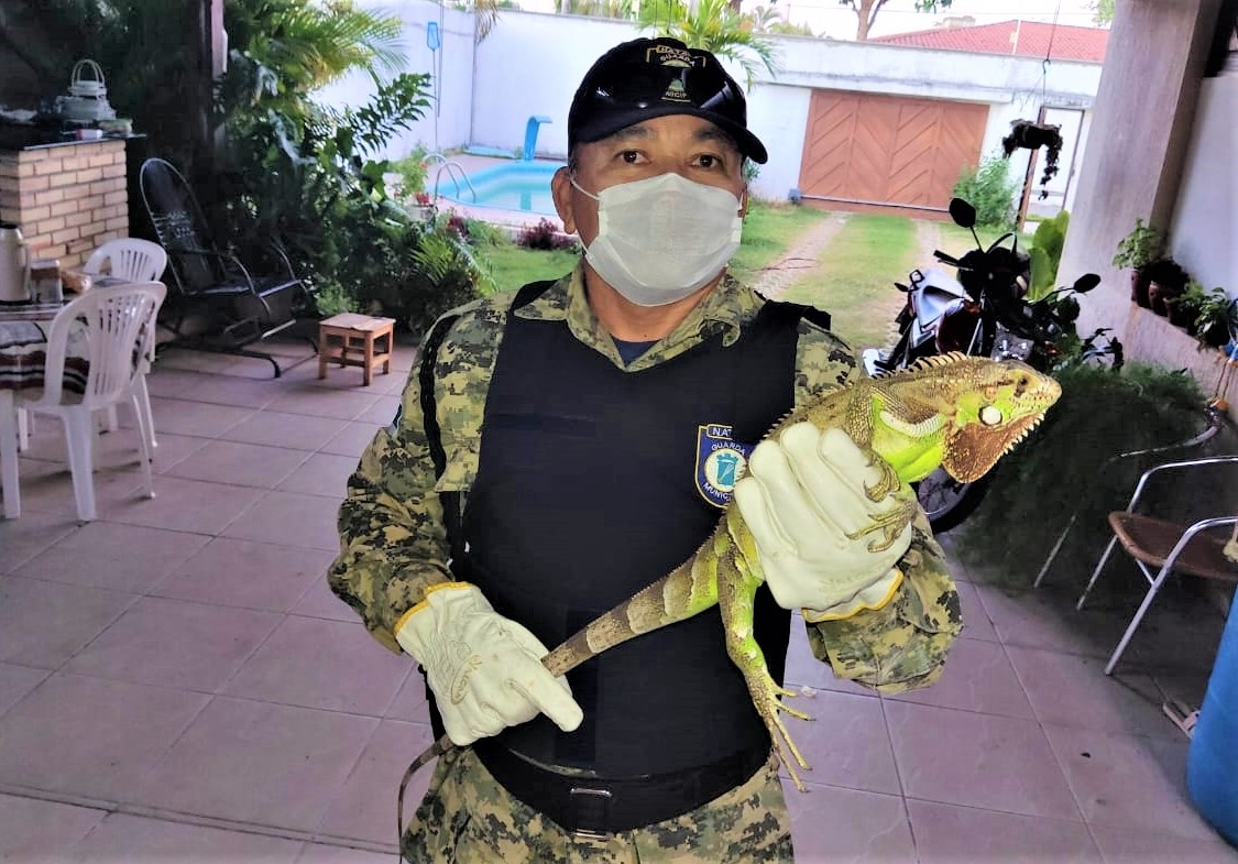 Serviço de resgate de animais silvestre é intensificado pela Guarda Municipal em Natal 