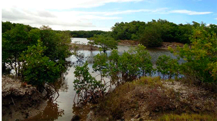 &Aacute;rea de mangue &eacute; tema de Audi&ecirc;ncia P&uacute;blica na pr&oacute;xima quarta-feira
